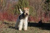 FOX TERRIER 463